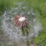 ZAW